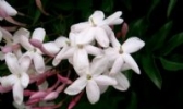 茶山素馨花