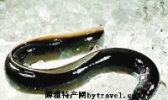 台山鳗鱼