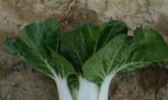 水口白菜