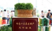 恩平簕菜