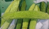 柿饼蒂苦瓜