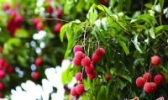 谢村“鸭头绿”桂味荔枝