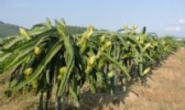 高要霸王花