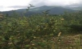 白水油茶籽