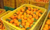 封开沙糖桔