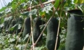 小湘黑皮冬瓜