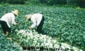 蚬岗碧绿蔬菜