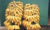 高要“粉蕉”