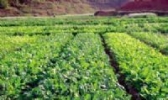 甘洒“六十日”黄菜