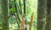 蓝钟黄庆笋