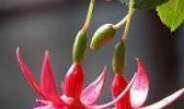 梅山吊钟花