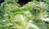 石涧白菜