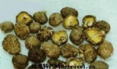 广宁冬菇