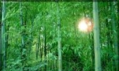 广宁竹