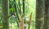 黄庆笋