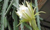 七星剑花
