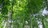 怀集茶杆竹