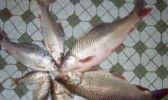 粉洲菱鱼
