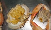 珠海膏蟹