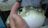 河豚