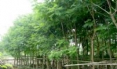 三沙花木