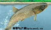 长江脆肉绍