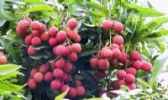 高明香荔