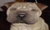 沙皮狗