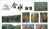 合水粉葛