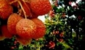 黄花山荔枝
