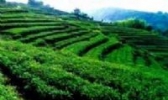 黄花山高山茶
