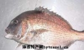 赤鯮鱼