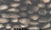 赤砂蚶