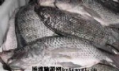 龙盛罗非鱼