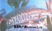 乌鱼