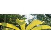 蒸朴籽果