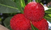渔村水果