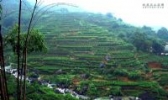 石古坪乌龙茶