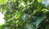 潮州橄榄
