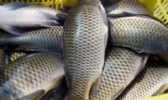 鲤鱼虫