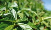 岭头单丛茶