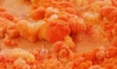 红菌豆腐
