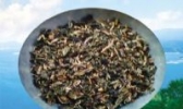 萝卜苗茶