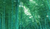 茶阳竹