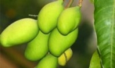 大洲芒果