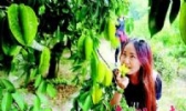 麻榨杨桃