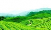密溪云雾茶