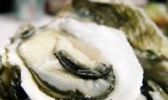 东阁蚝