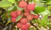 镇隆荔枝