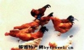 龙门鸡